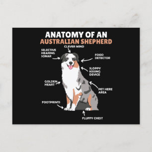 Anatomi i ett Australian shepherd Sweet Hundar Vykort