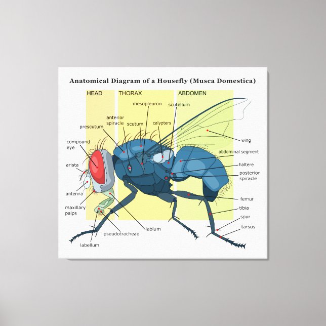 Anatomi i ett Housefly Diagram Musca Domestica Canvastryck (Framsida)