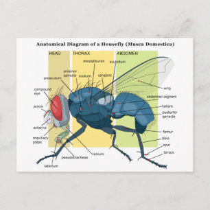 Anatomi i ett Housefly Diagram Musca Domestica Vykort