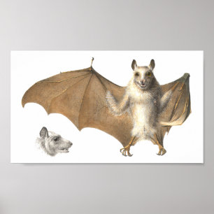 Anatomi i Fladdermus - antika gravar Poster