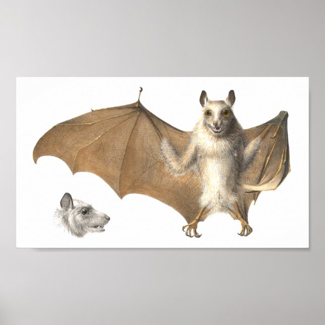 Anatomi i Fladdermus - antika gravar Poster (Framsidan)