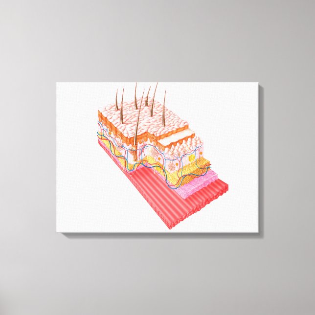 Anatomi i huden hos människa canvastryck (Framsida)