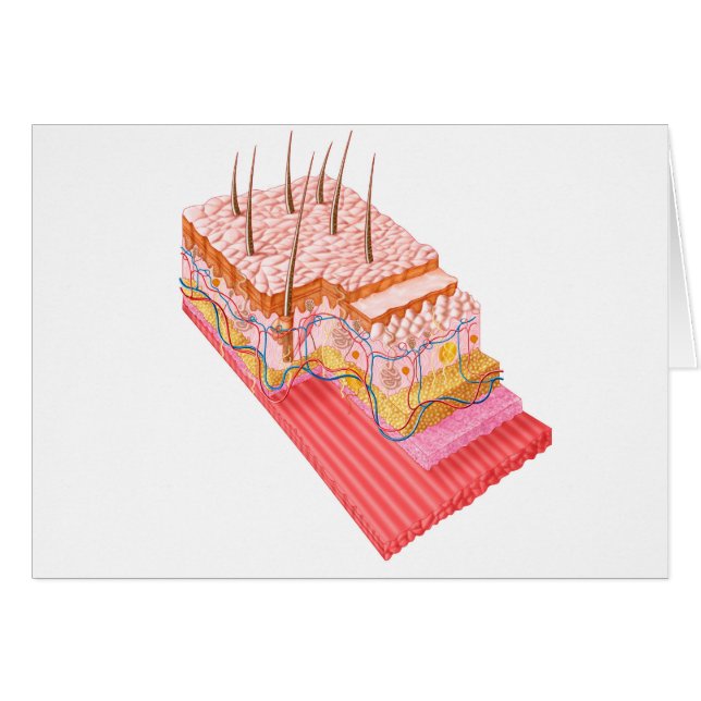 Anatomi i huden hos människa hälsningskort (Framsidan Horizontal)