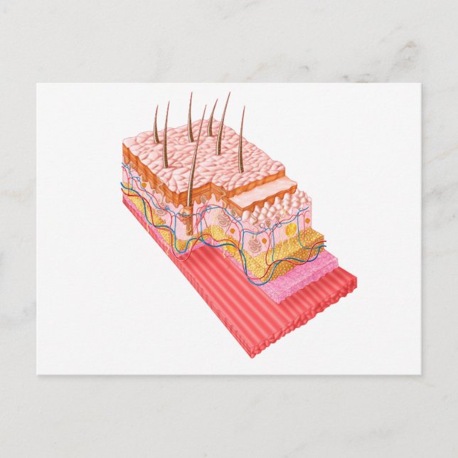 Anatomi i huden hos människa vykort (Framsida)