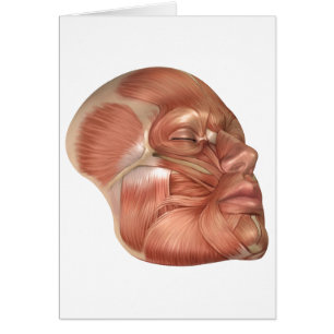 Anatomi i humana Ansikte-muskler Hälsningskort