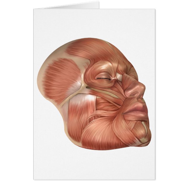 Anatomi i humana Ansikte-muskler Hälsningskort (Framsidan)