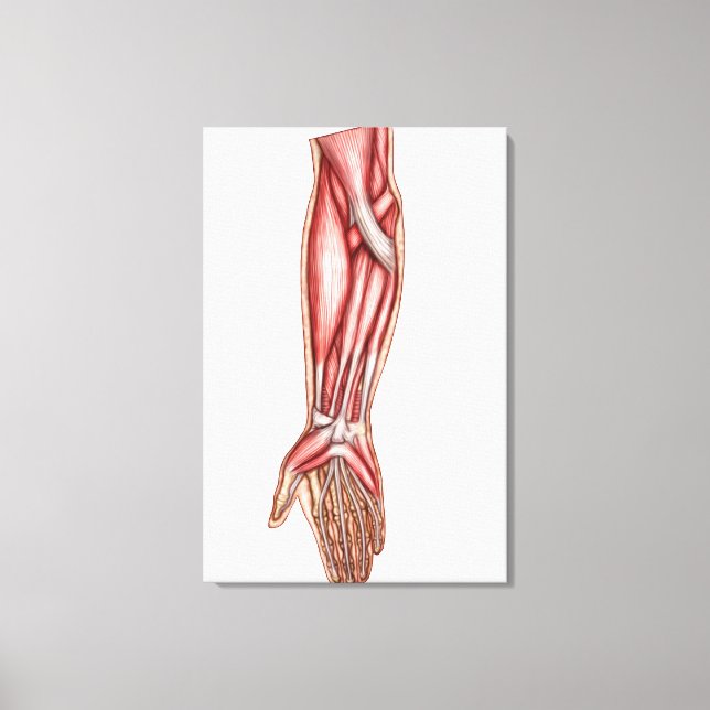 Anatomi i humana förskolemuseer 2 canvastryck (Framsida)