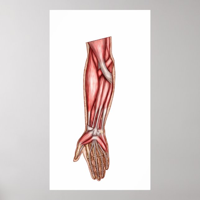 Anatomi i humana förskolemuseer 2 poster (Framsidan)
