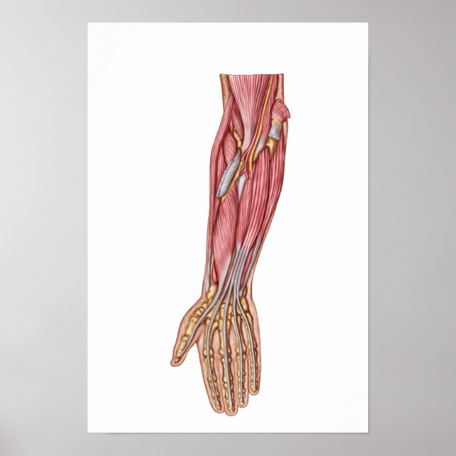 Anatomi i humana förskolor 1 poster (Framsidan)