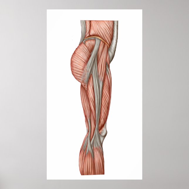 Anatomi i humana lårmuskler, främre vy poster (Framsidan)