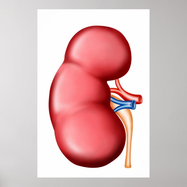 Anatomi i humana njurar poster (Framsidan)