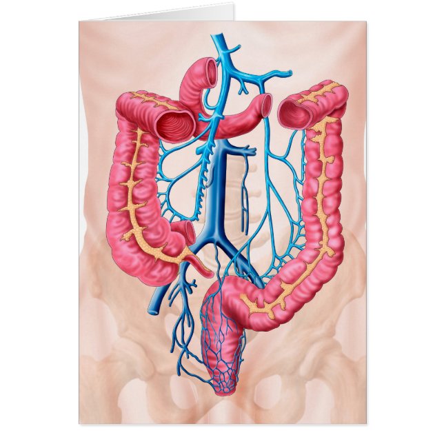 Anatomi i humant bukväggssystem hälsningskort (Framsidan)