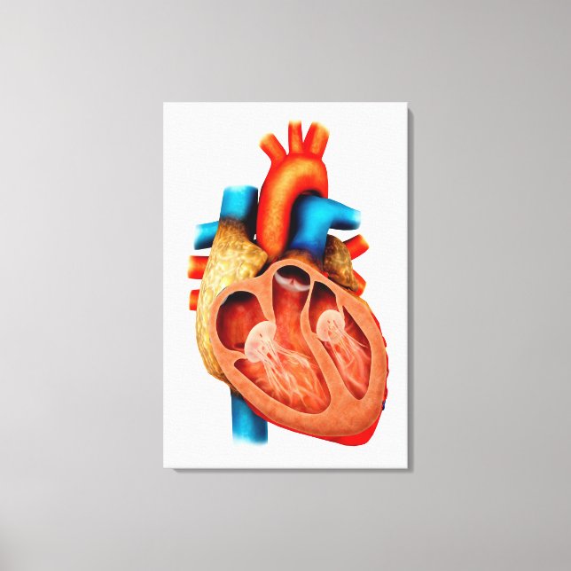 Anatomi i humant hjärta, Kor-sektionen Canvastryck (Framsida)