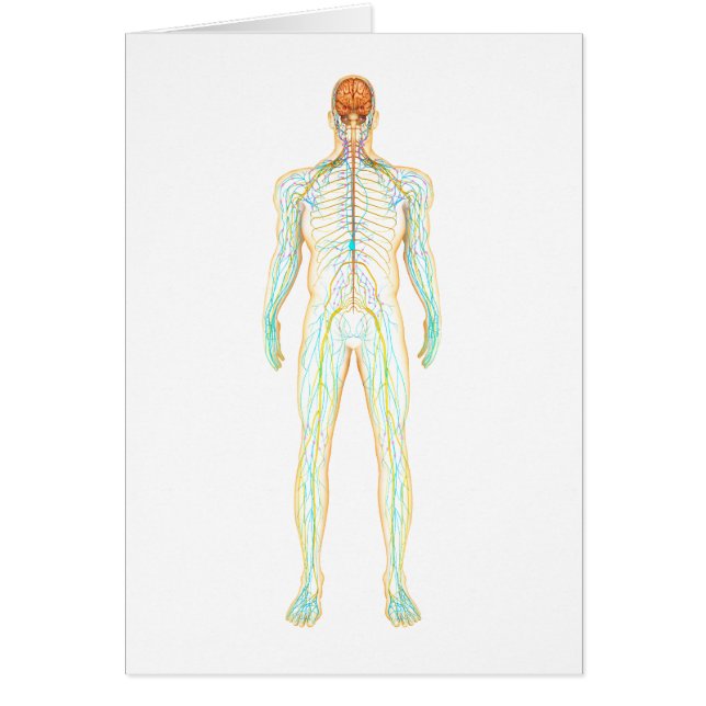 Anatomi i humant nervsystem och lymfsystemet hälsningskort (Framsidan)