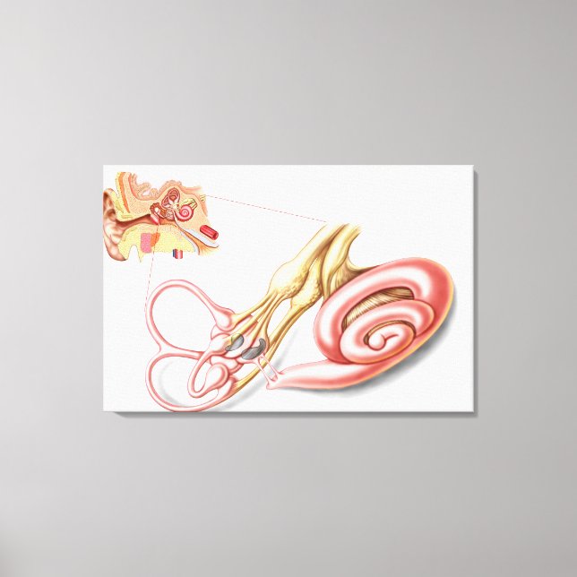 Anatomi i humant örår, membranös labyrint canvastryck (Framsida)