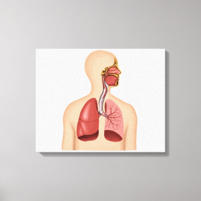 Anatomi i humant respiratoriskt system canvastryck (Framsida)