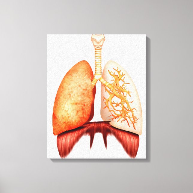 Anatomi i humant respiratoriskt system, framsida canvastryck (Framsida)