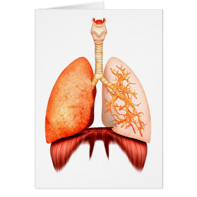 Anatomi i humant respiratoriskt system, framsida hälsningskort (Framsidan)