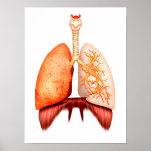 Anatomi i humant respiratoriskt system, framsida poster