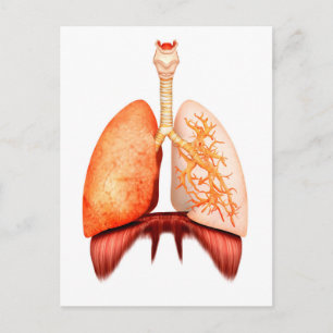 Anatomi i humant respiratoriskt system, framsida vykort