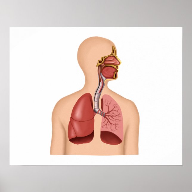 Anatomi i humant respiratoriskt system poster (Framsidan)