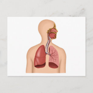 Anatomi i humant respiratoriskt system vykort