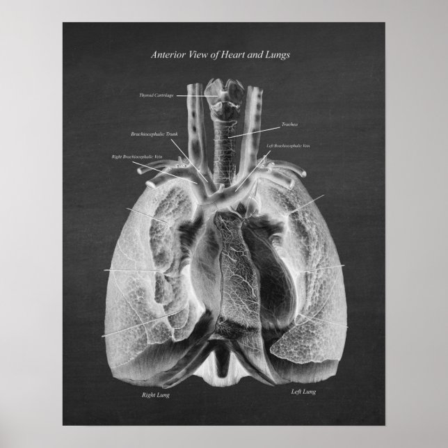 Anatomi i Lungs hjärta Anterior View Poster (Framsidan)