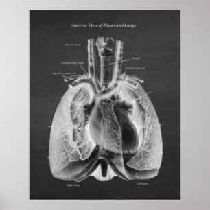 Anatomi i Lungs Hjärtframsida Poster