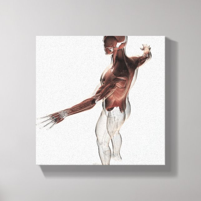 Anatomi i manliga muskler i övre delen av kroppen  canvastryck (Framsida)