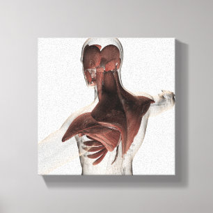 Anatomi i manliga muskler i övre delen av kroppen  canvastryck