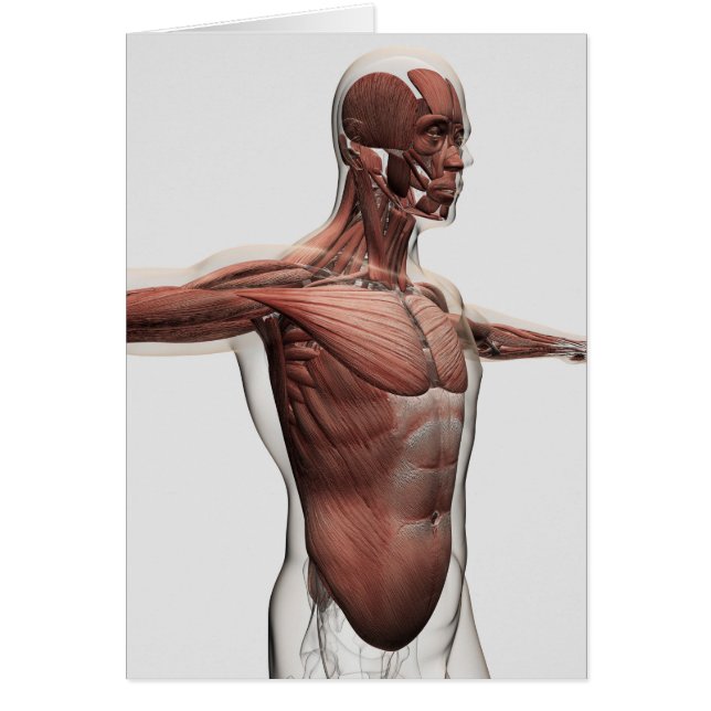 Anatomi i manliga muskler i övre delen av kroppen, hälsningskort (Framsidan)