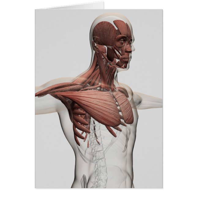 Anatomi i manliga muskler i övre delen av kroppen, hälsningskort (Framsidan)