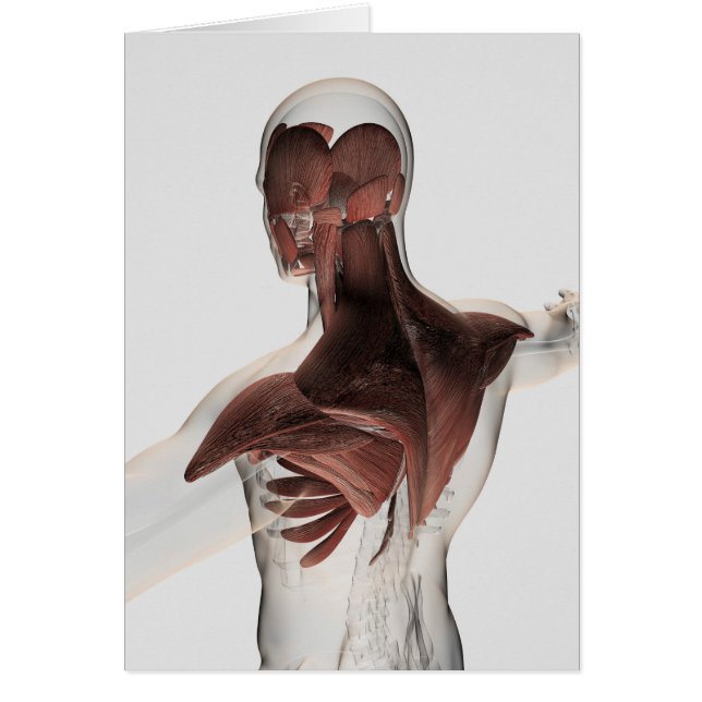 Anatomi i manliga muskler i övre delen av kroppen  hälsningskort (Framsidan)