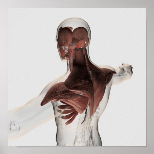 Anatomi i manliga muskler i övre delen av kroppen  poster