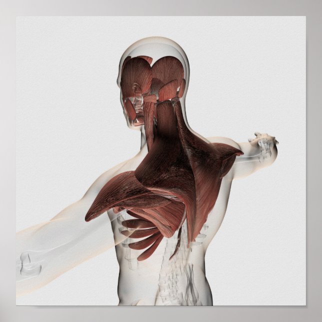 Anatomi i manliga muskler i övre delen av kroppen  poster (Framsidan)