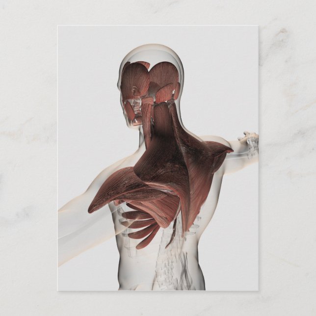 Anatomi i manliga muskler i övre delen av kroppen  vykort (Framsida)