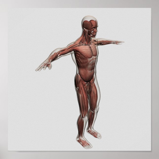 Anatomi i manligt muskelsystem, bivy 4 poster (Framsidan)