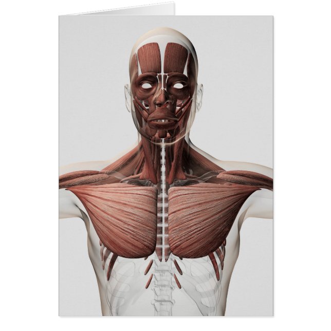 Anatomi i manligt muskelsystem, sid vy 1 hälsningskort (Framsidan)