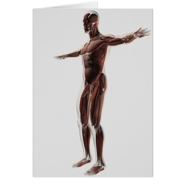 Anatomi i manligt muskelsystem, sidokur 2 hälsningskort (Framsidan)