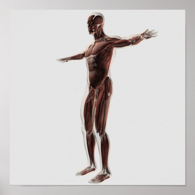 Anatomi i manligt muskelsystem, sidokur 2 poster (Framsidan)