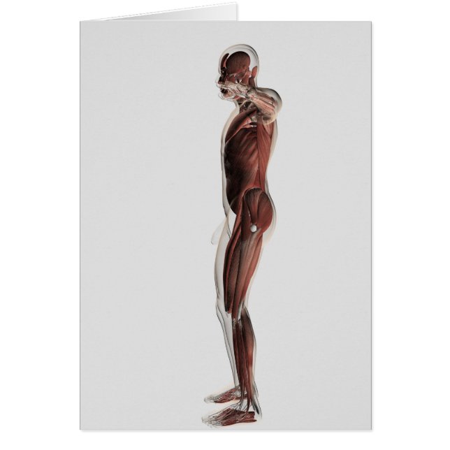 Anatomi i manligt muskelsystem, sidokur 3 hälsningskort (Framsidan)