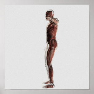 Anatomi i manligt muskelsystem, sidokur 3 poster