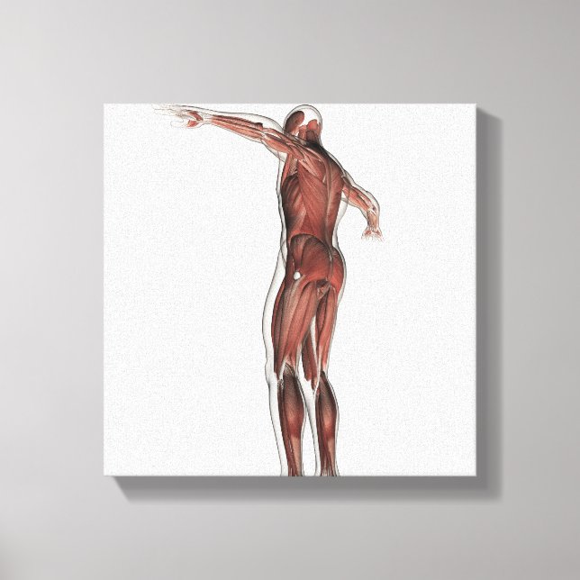 Anatomi i manligt muskulärt system, porträtt canvastryck (Framsida)