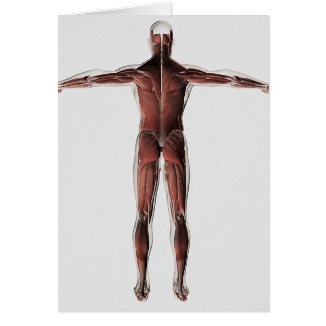 Anatomi i manligt muskulärt system, porträtt hälsningskort (Framsidan)