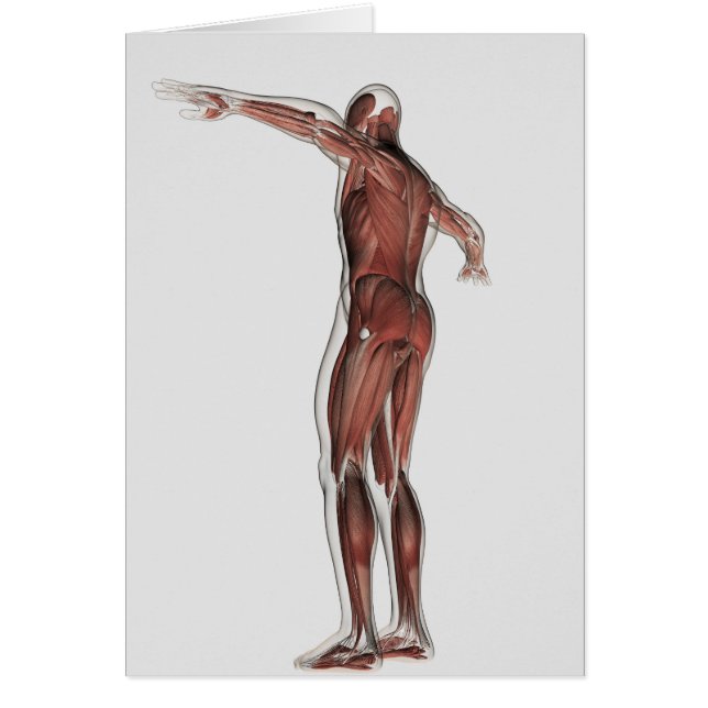 Anatomi i manligt muskulärt system, porträtt hälsningskort (Framsidan)