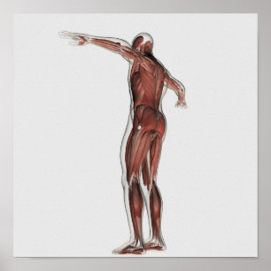 Anatomi i manligt muskulärt system, porträtt poster
