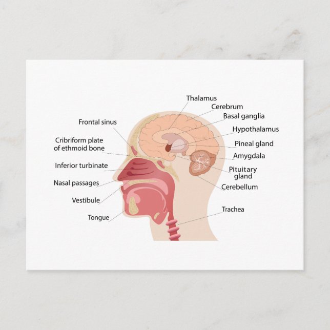 Anatomi i människors hjärna och buller helg vykort (Framsida)