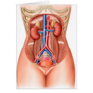 Anatomi i mänskliga organ hälsningskort