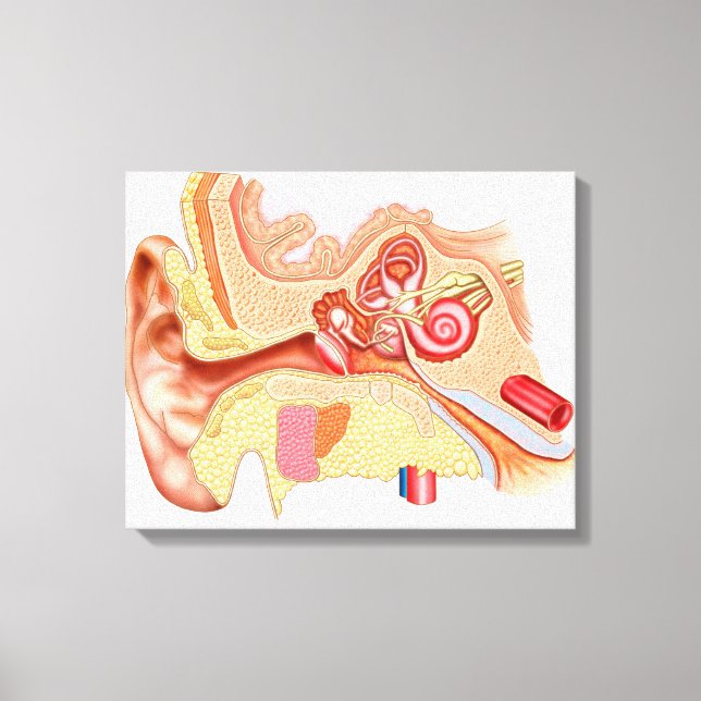 Anatomi i mänskligt öra canvastryck (Framsida)