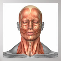 Anatomi i muskler i Ansikte och Nacke, framsida